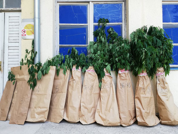 Лисице за стрица и нећака